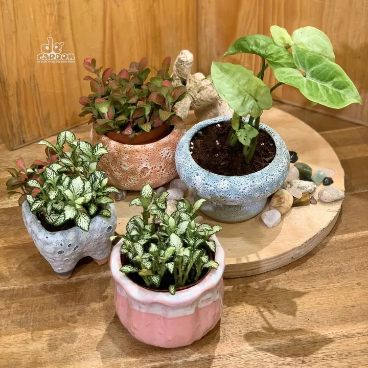 Những chậu cây nhỏ đặt trên thớt gỗ tại Dế Garden